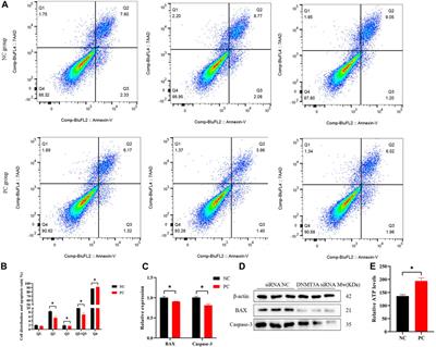 Integration of RRBS and RNA-seq unravels the regulatory role of DNMT3A in porcine Sertoli cell proliferation